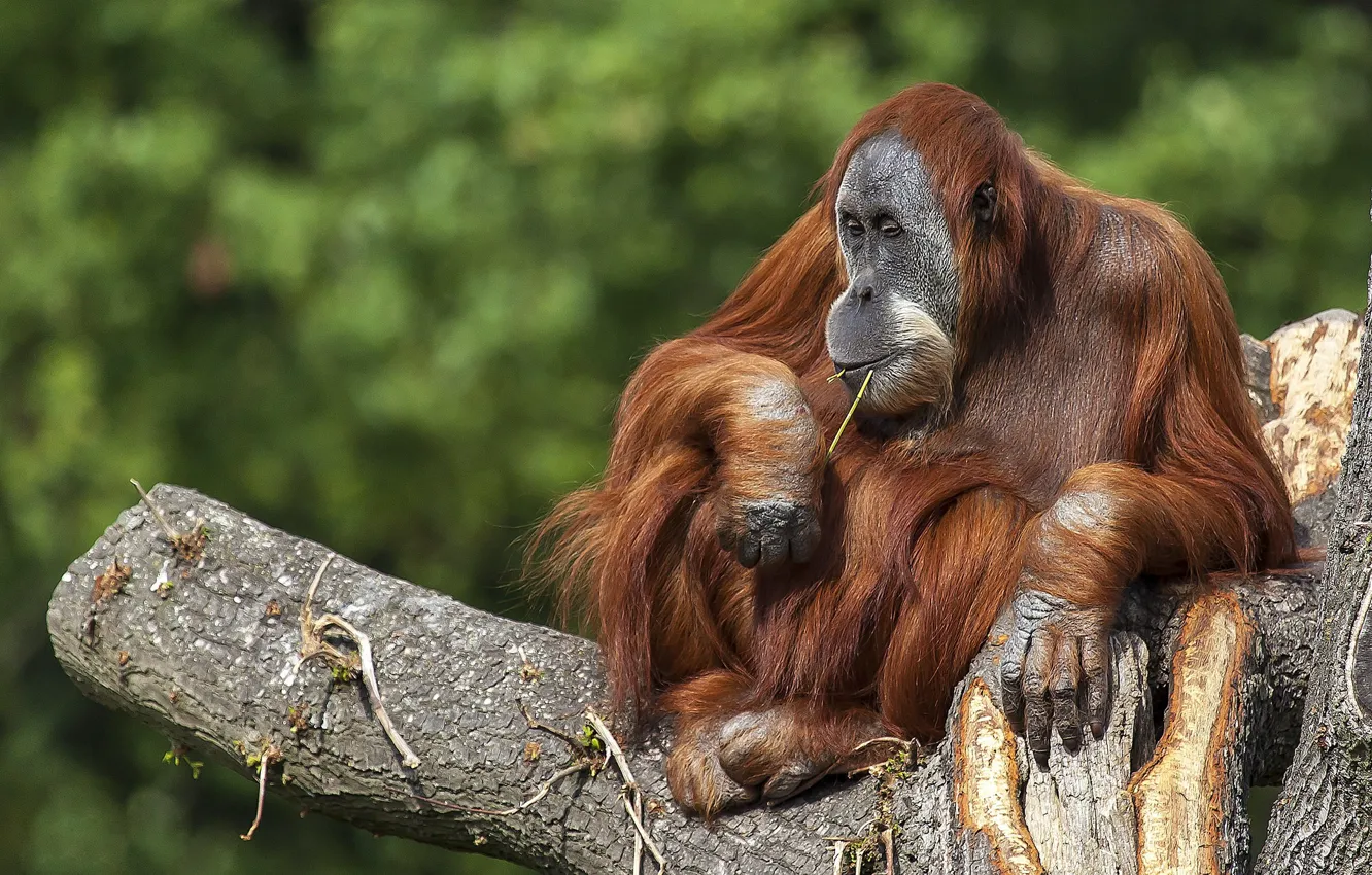 Photo wallpaper tree, the primacy of, orangutan