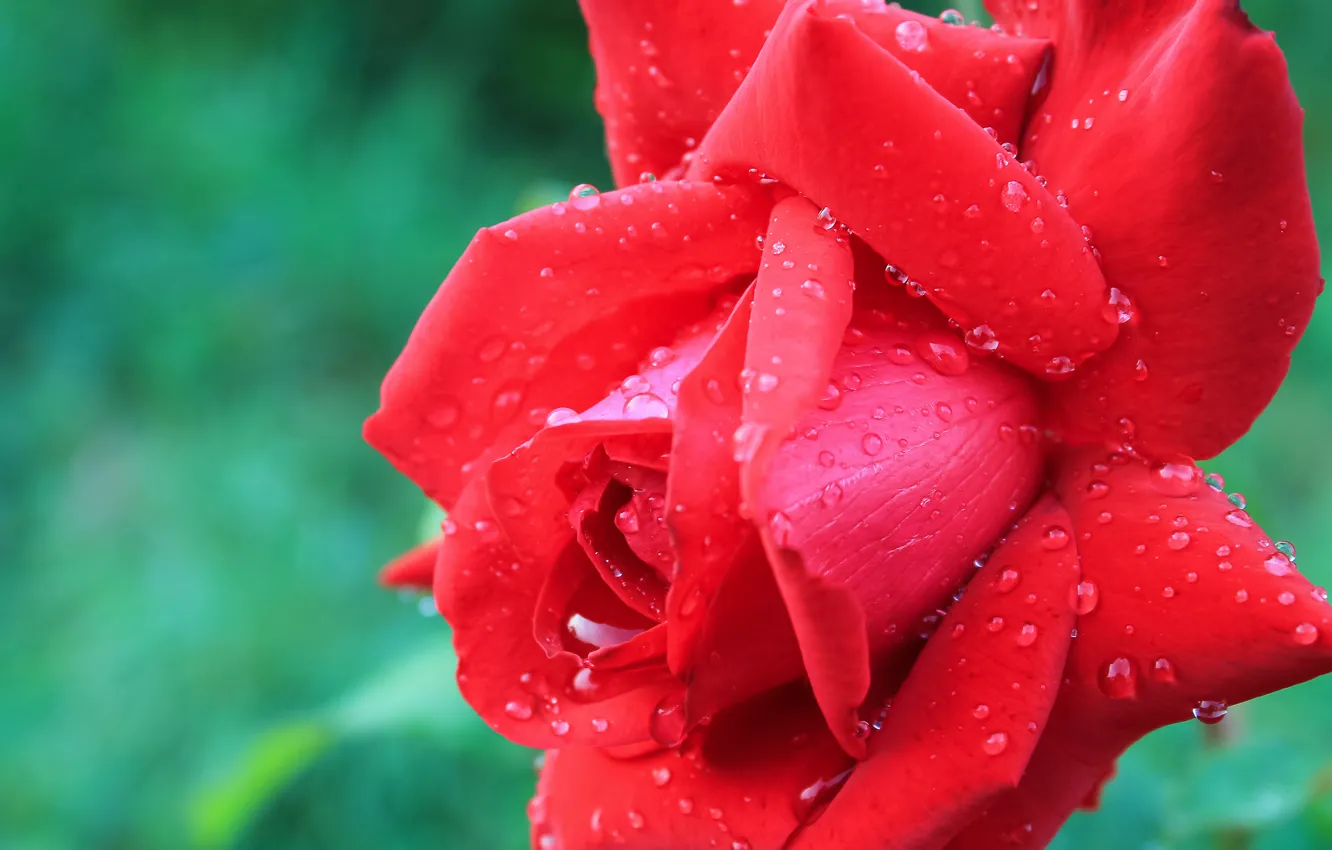 Photo wallpaper flowers, red, roses, raindrops