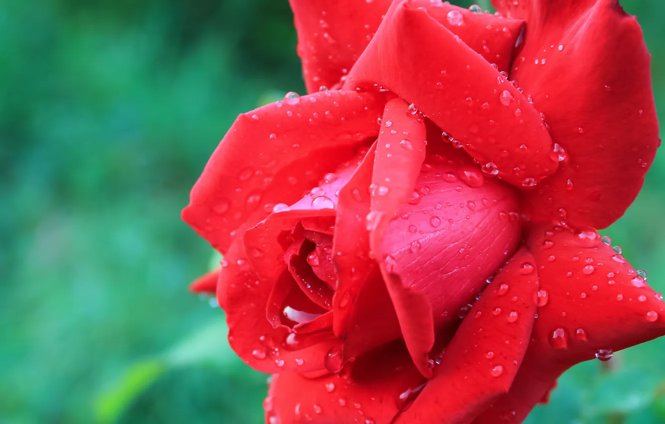 Photo wallpaper flower, red, Rose, raindrops
