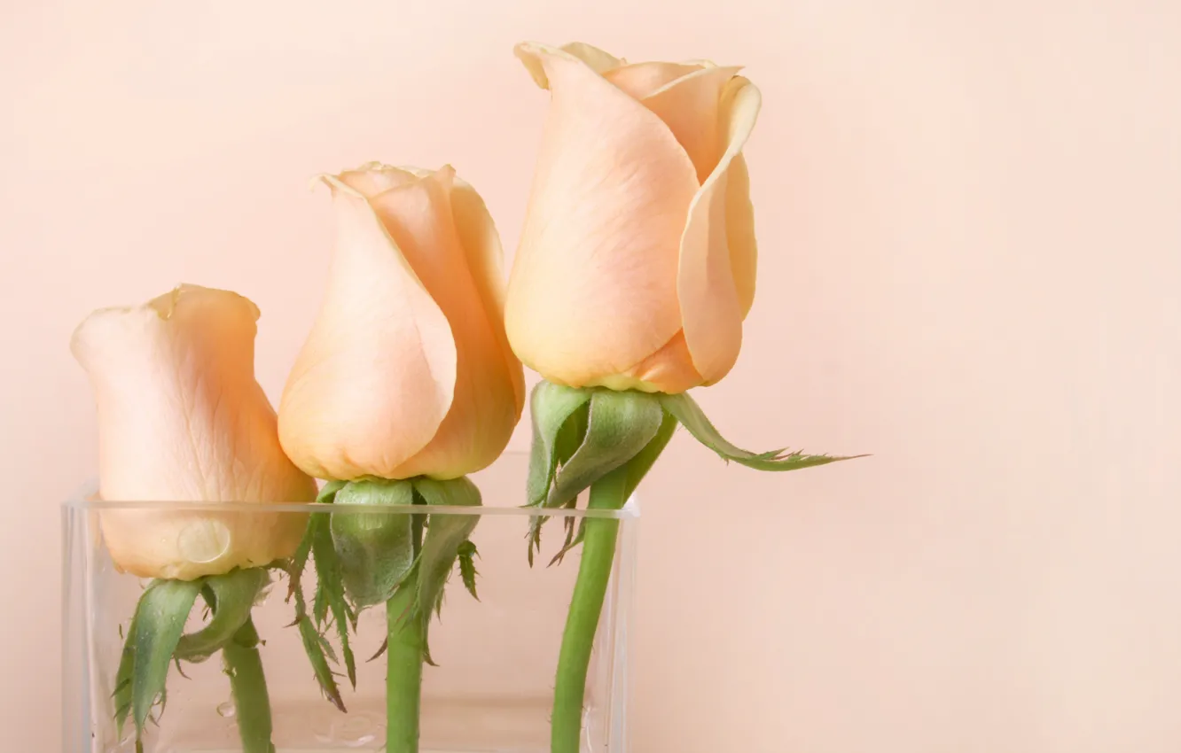Photo wallpaper flowers, roses, vase, pink, buds