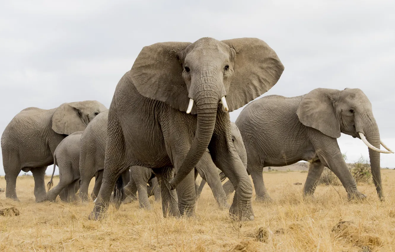 Photo wallpaper elephant, Africa, the herd