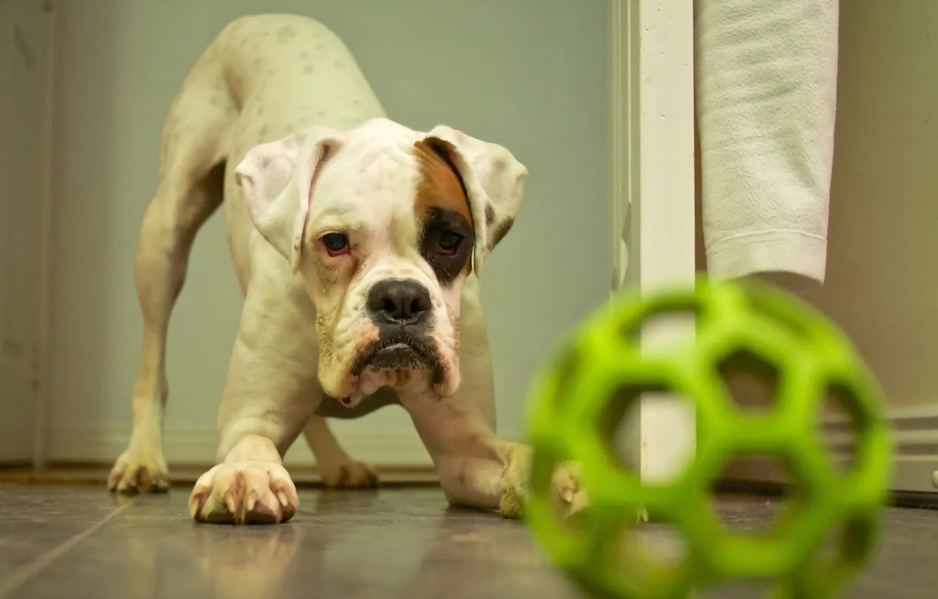 Photo wallpaper look, home, dog