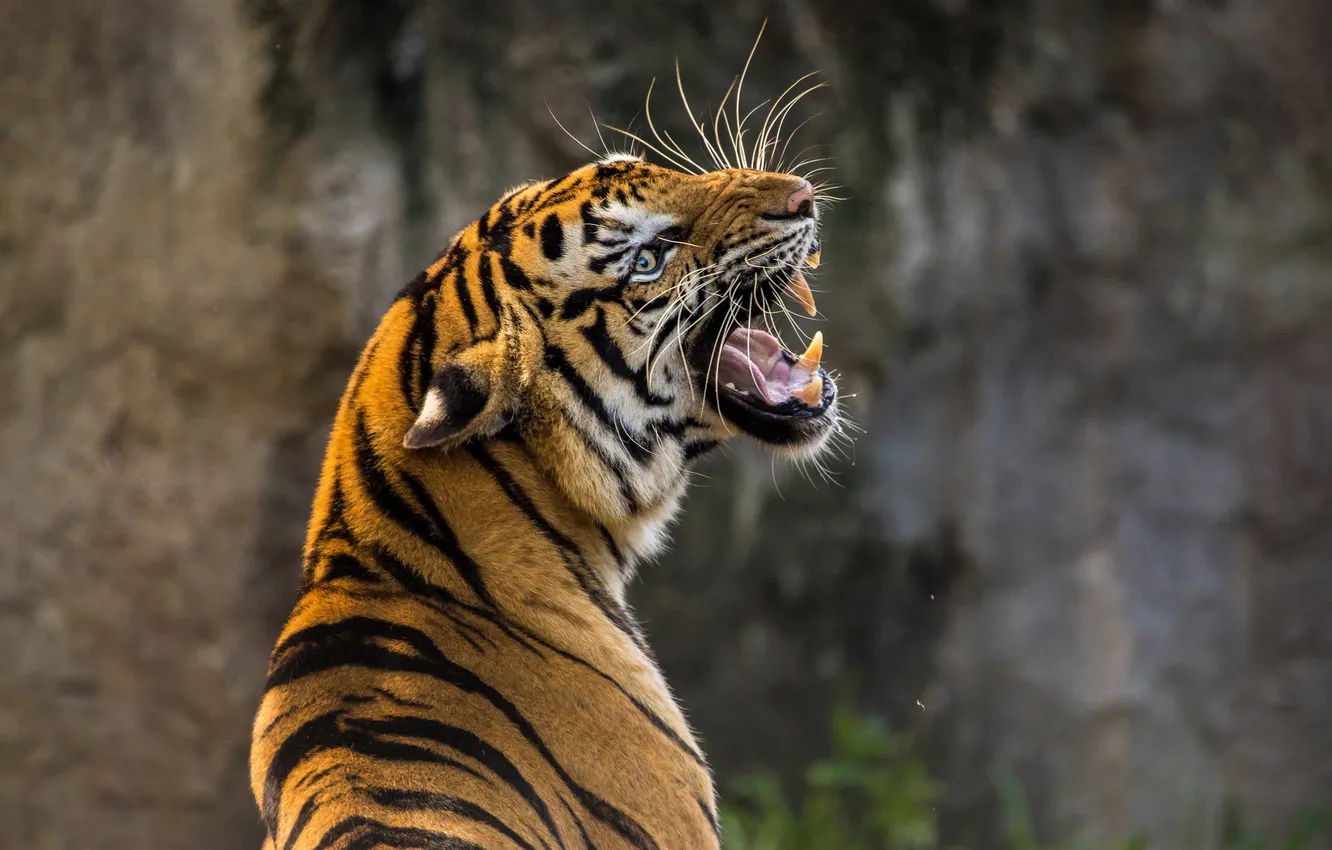 Photo wallpaper face, tiger, predator, mouth, fangs, bokeh