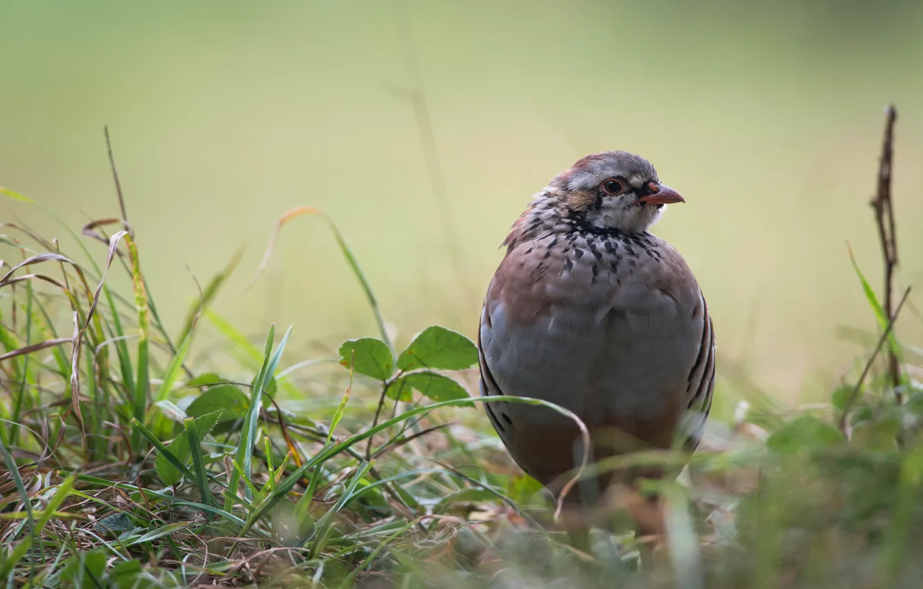 Photo wallpaper grass, leaves, bird, partridge