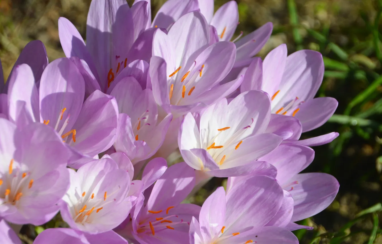 Photo wallpaper macro, light, flowers, petals, crocuses, stamens, gentle, pink