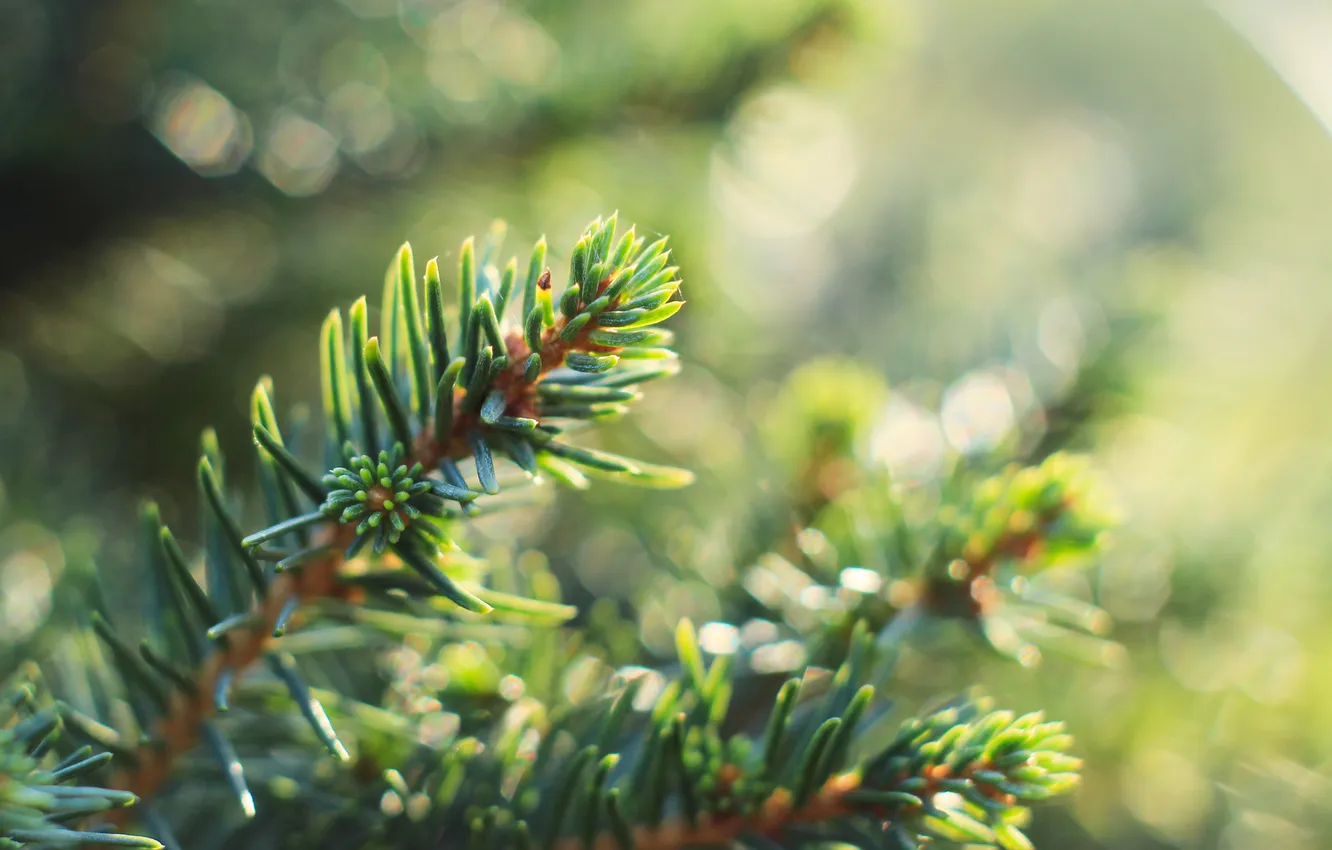 Photo wallpaper green, spruce, twig