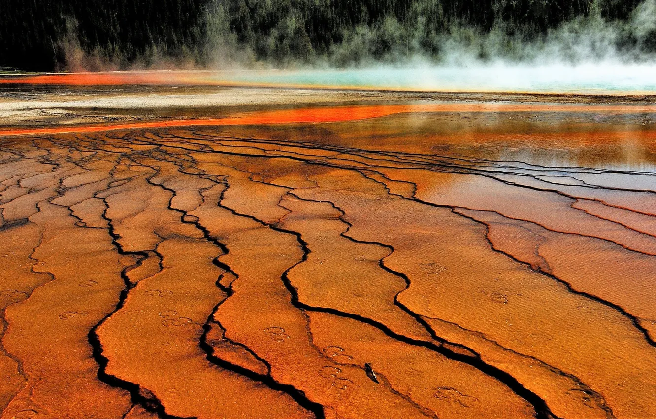 Photo wallpaper forest, shore, pair, Yellowstone, pond, relief, geyser, Grand prismatic spring
