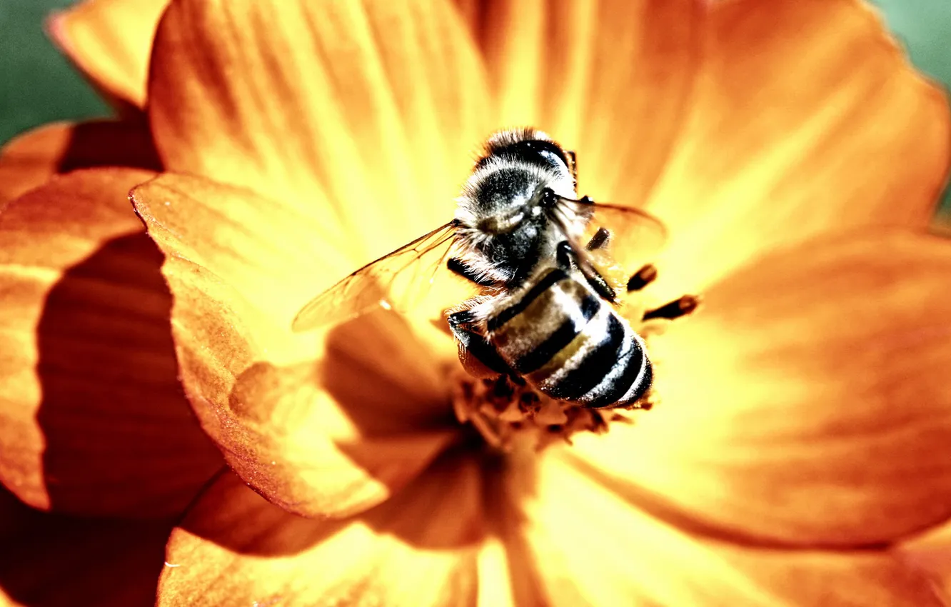 Photo wallpaper flowers, nectar, bee, stamens, insect