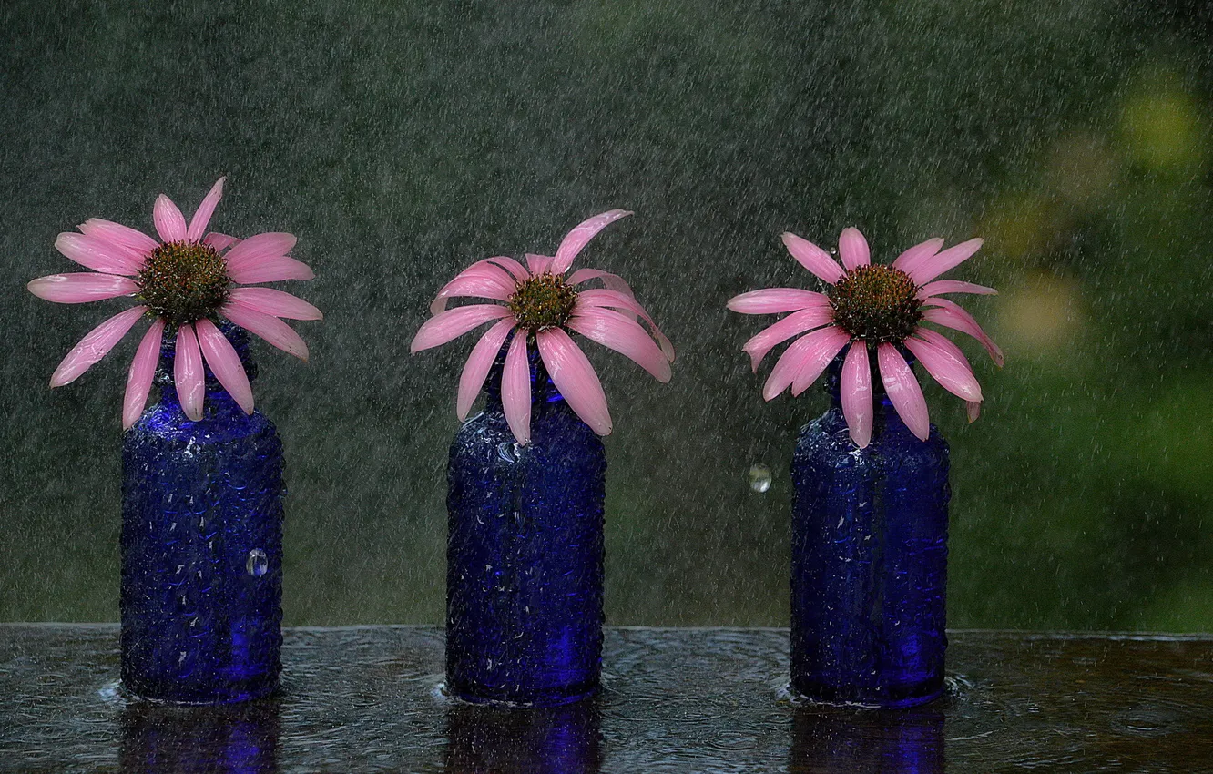 Photo wallpaper flowers, background, rain
