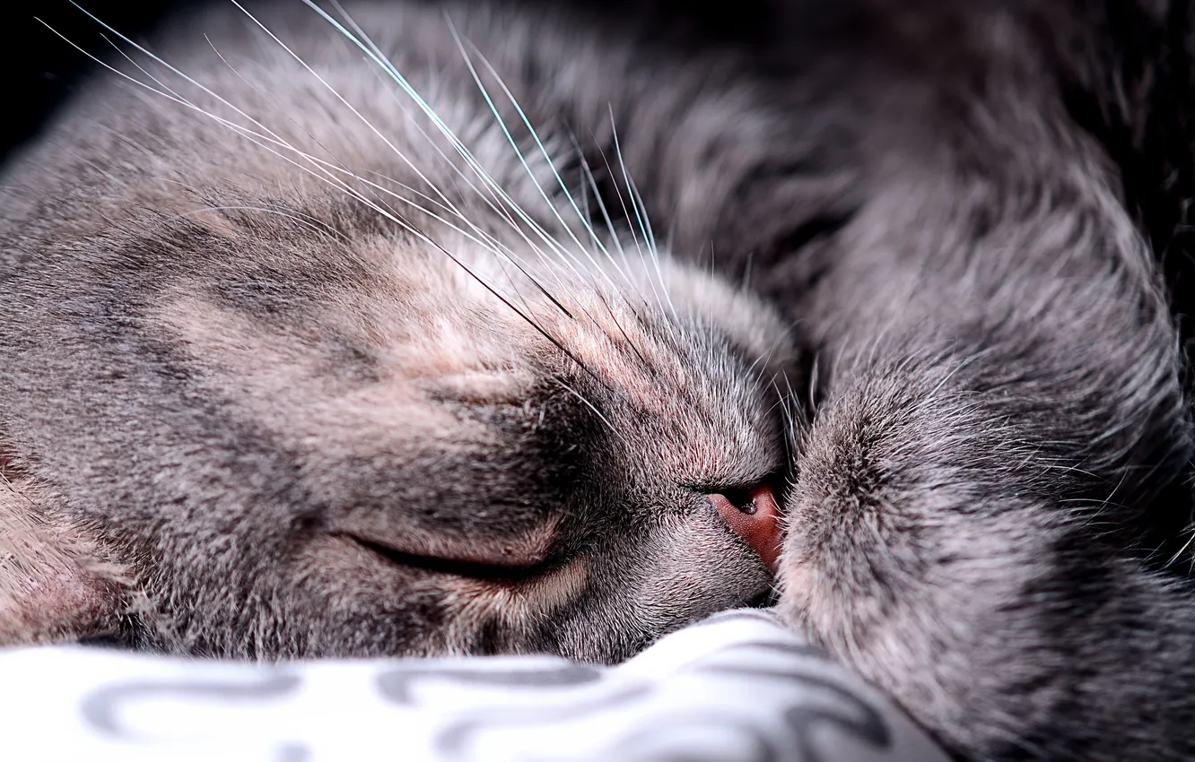 Photo wallpaper cat, sleep, blanket, muzzle, sleeping
