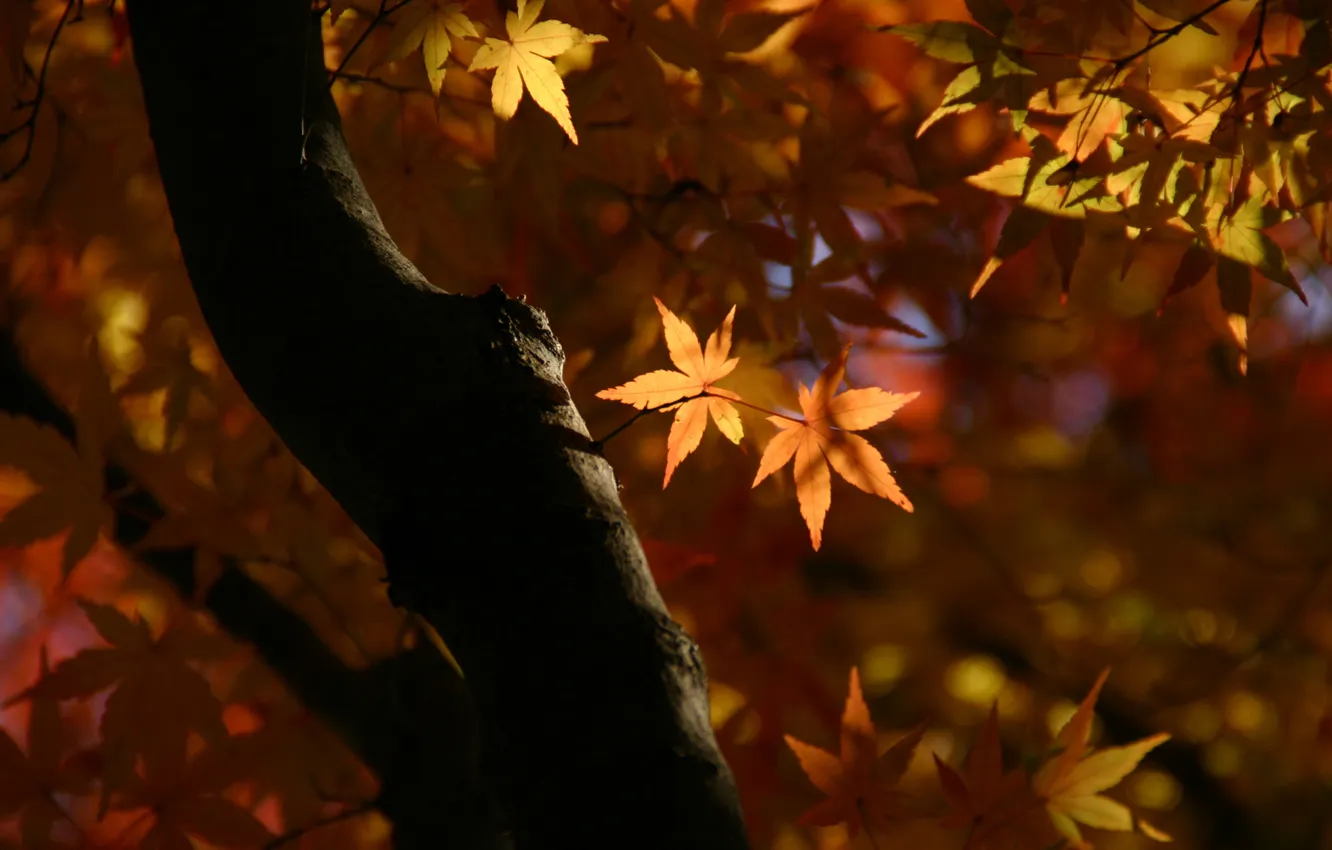 Photo wallpaper autumn, leaves, macro, light, trees, branches, nature, trunk