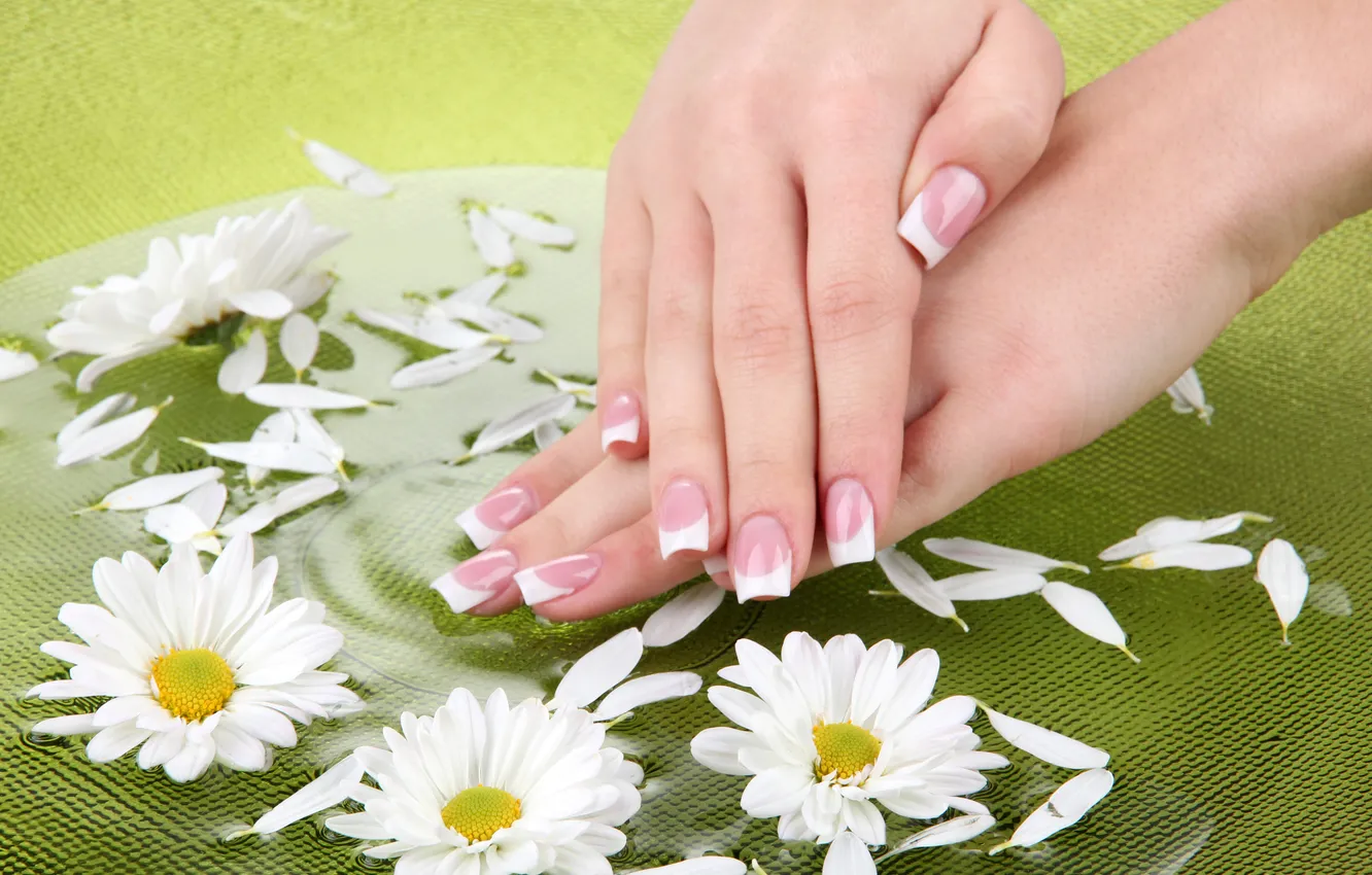Photo wallpaper flowers, hands, daisies, manicure, spa