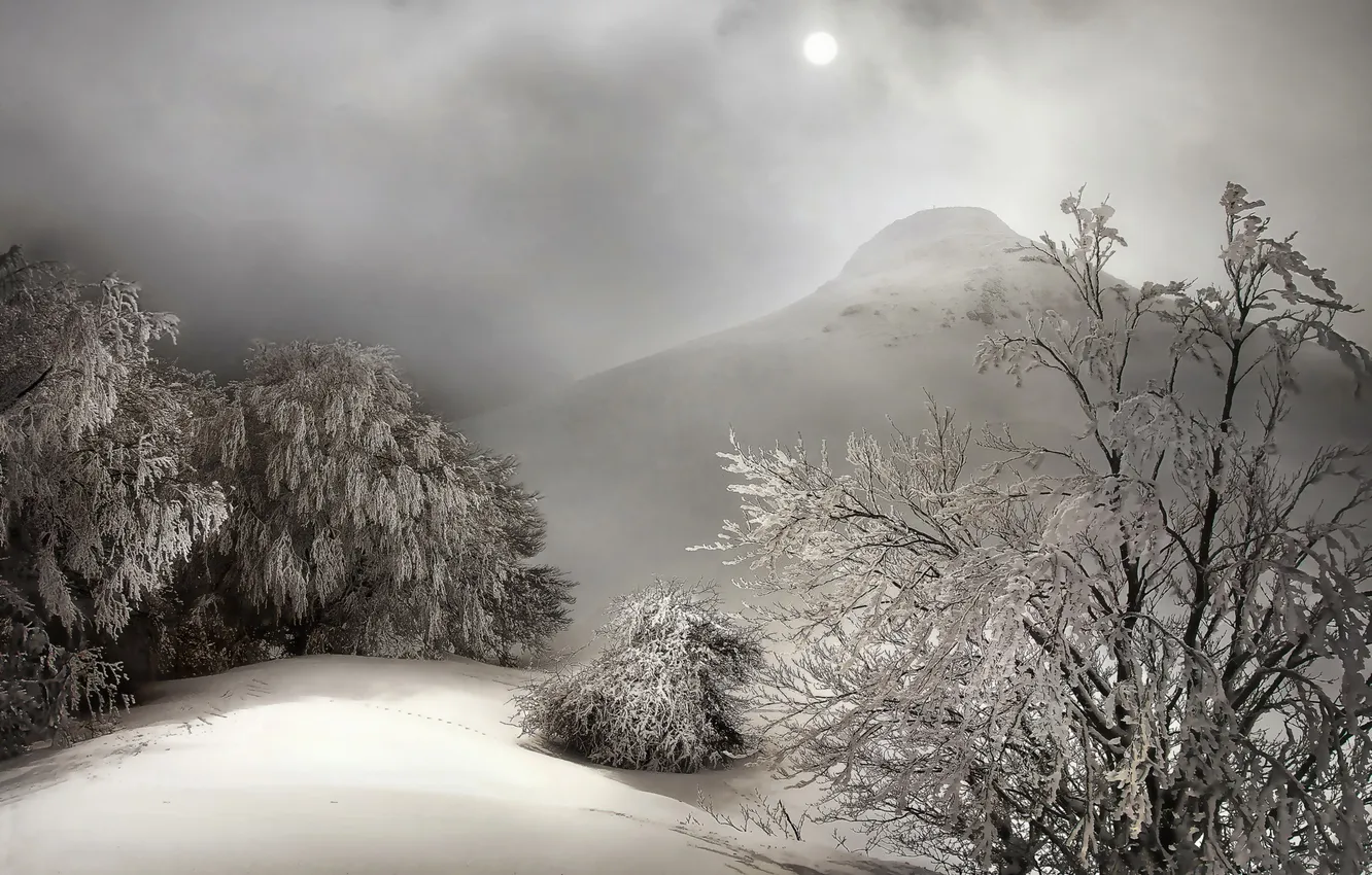 Photo wallpaper winter, snow, trees, nature, fog