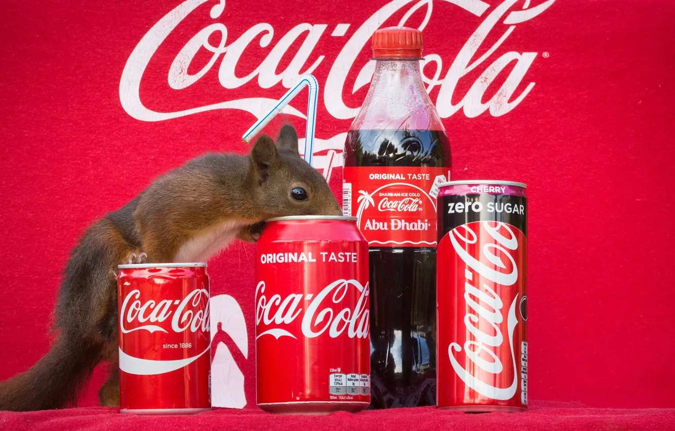 Photo wallpaper look, pose, interest, the inscription, bottle, protein, muzzle, fabric