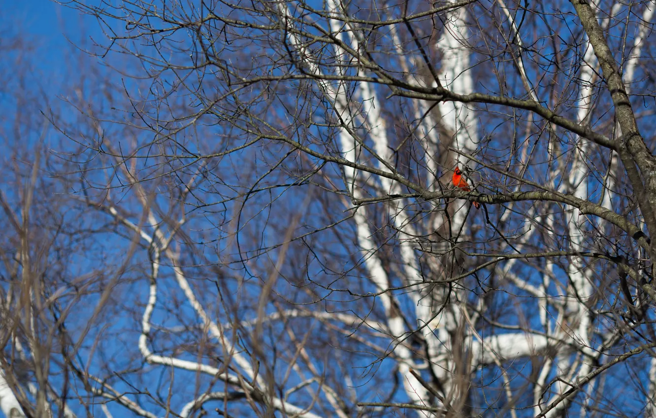 Photo wallpaper branches, tree, bird