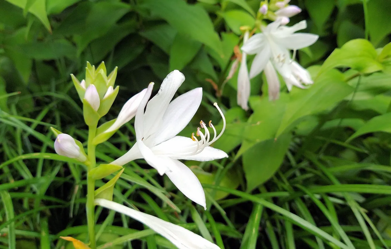 Photo wallpaper Fred Fletcher Park, Jim Perry, Fragrant Plantian Lily