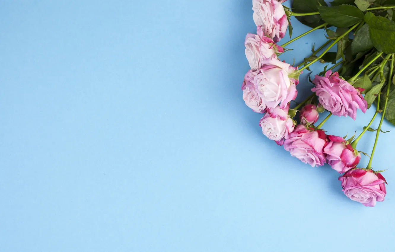 Photo wallpaper flowers, bouquet, background, roses, blue