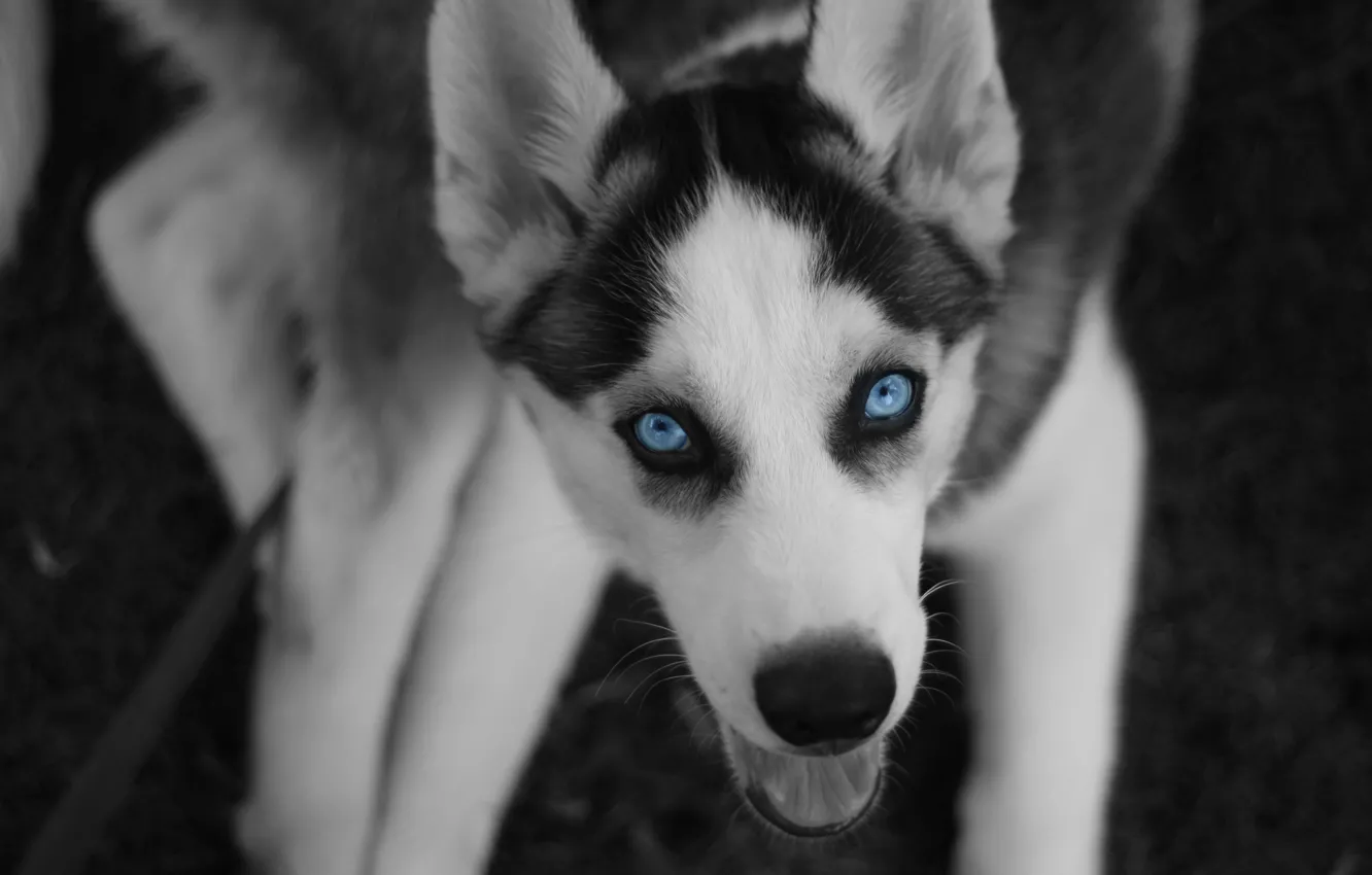Photo wallpaper eyes, North, husky, dog