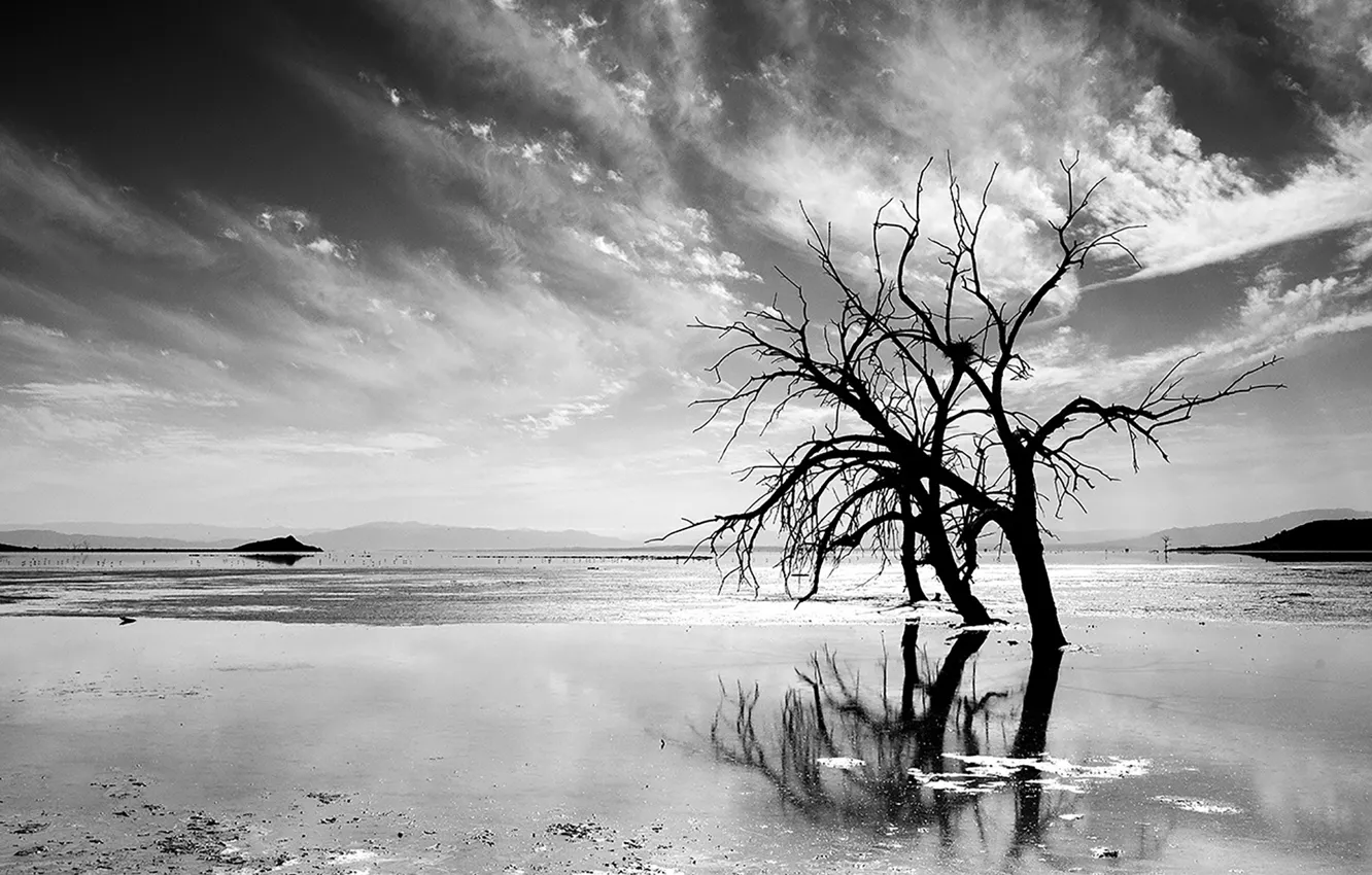 Photo wallpaper sea, trees, mountains, horizon, CA, black and white