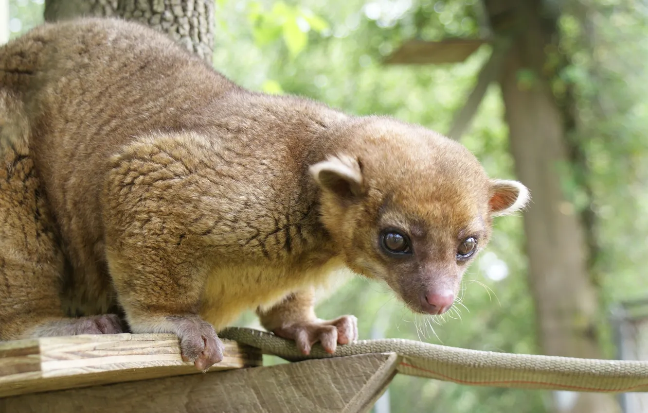 Photo wallpaper look, background, raccoon, animal, Kinkajou, kinkajou