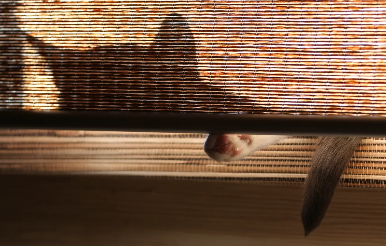 Photo wallpaper cat, ears, tail, shadow