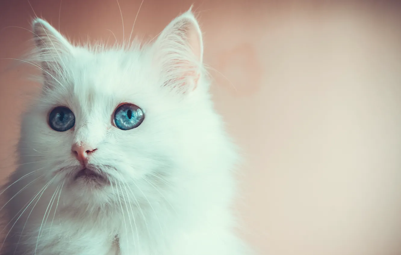 Photo wallpaper eyes, look, blue, cat
