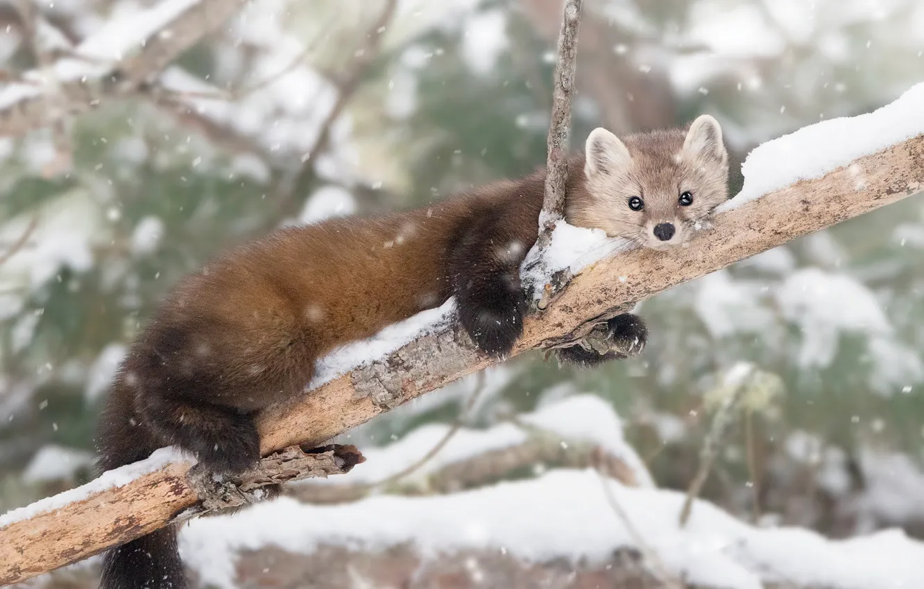 Photo wallpaper winter, snow, trees, branches, lies, snowfall, animal, marten