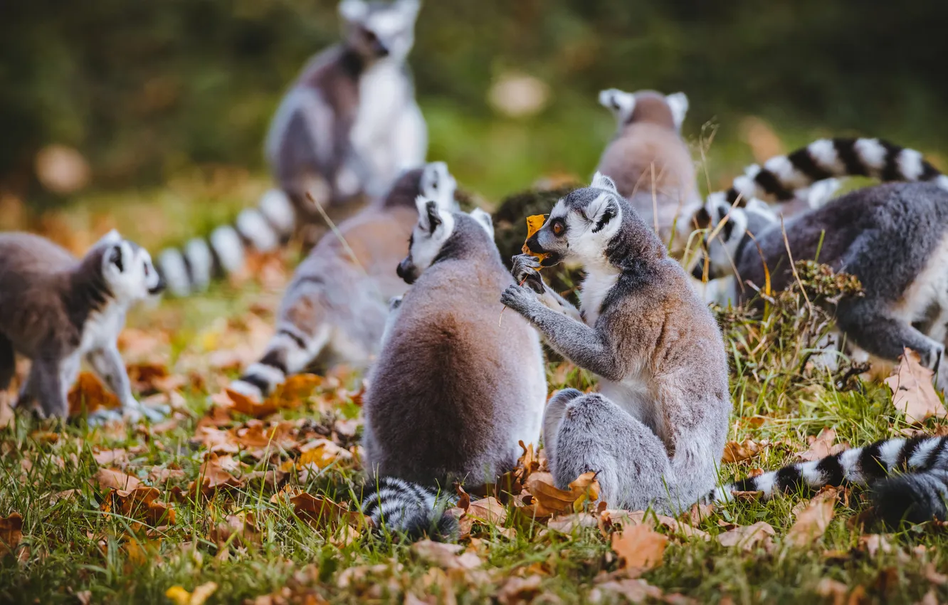 Photo wallpaper autumn, foliage, lemur, company