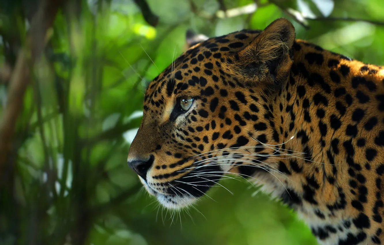 Photo wallpaper forest, look, face, leaves, leopard, profile, bokeh