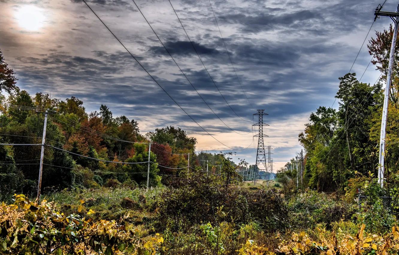 Photo wallpaper forest, nature, power lines