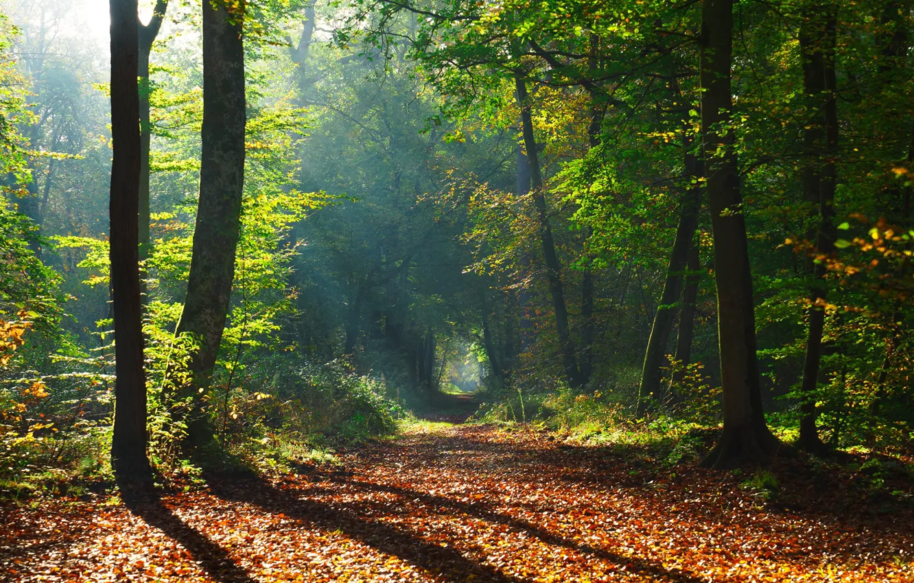 Photo wallpaper autumn, forest, leaves, the sun, trees, Park, path