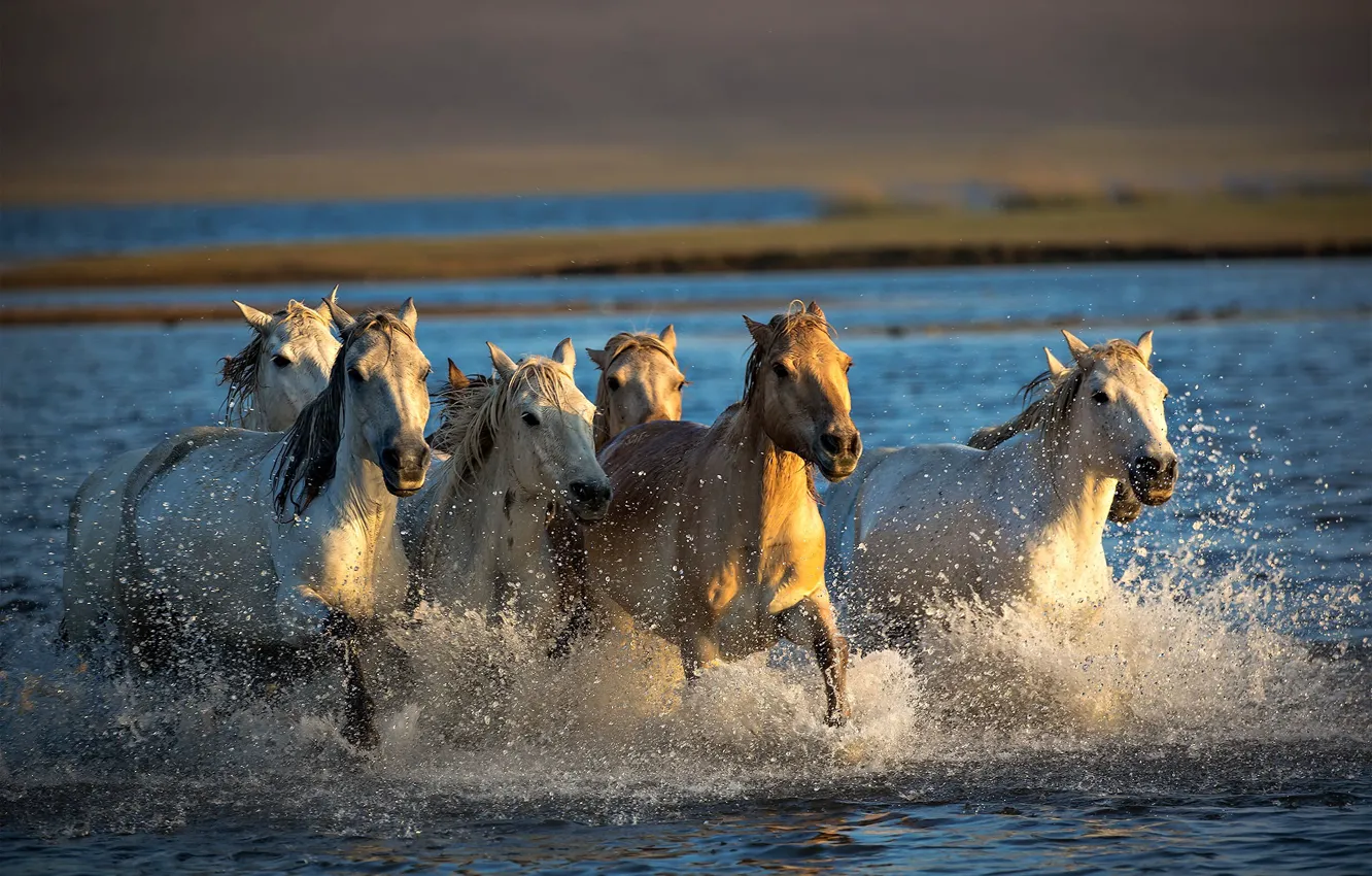 Photo wallpaper river, horse, the herd