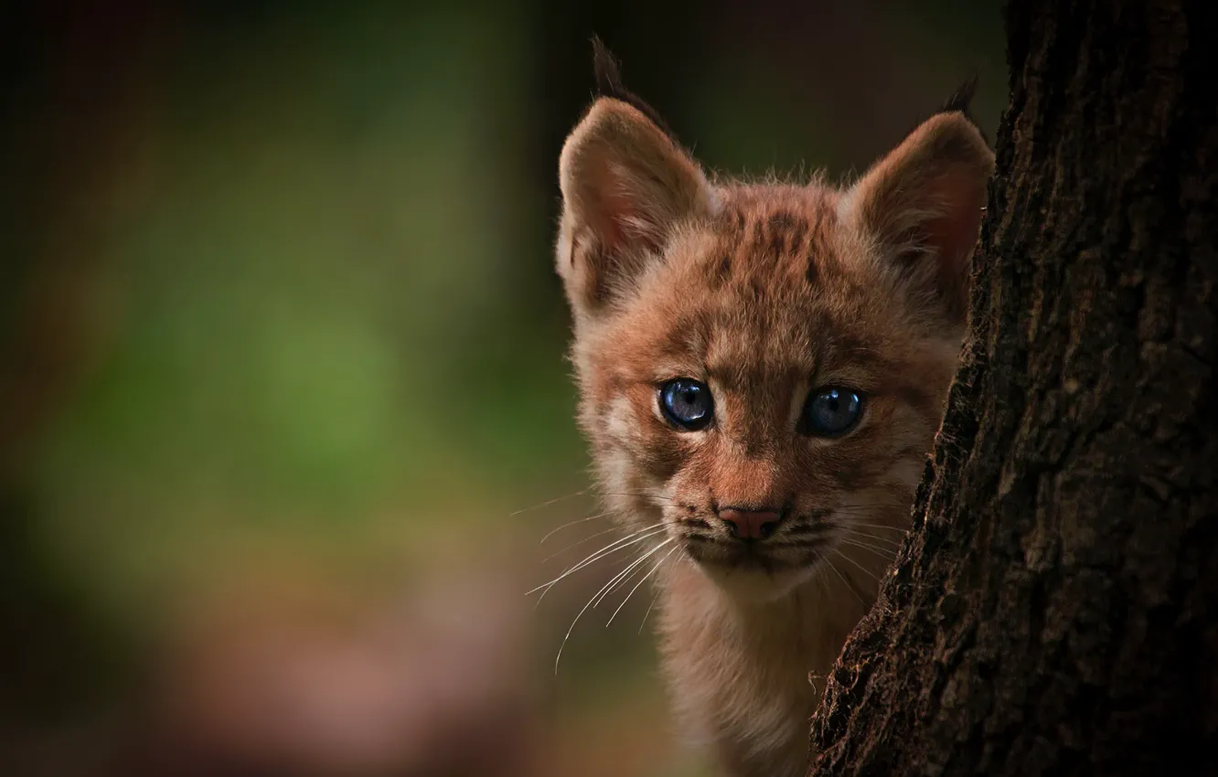 Photo wallpaper eyes, trees, background, cub, lynx, little predator