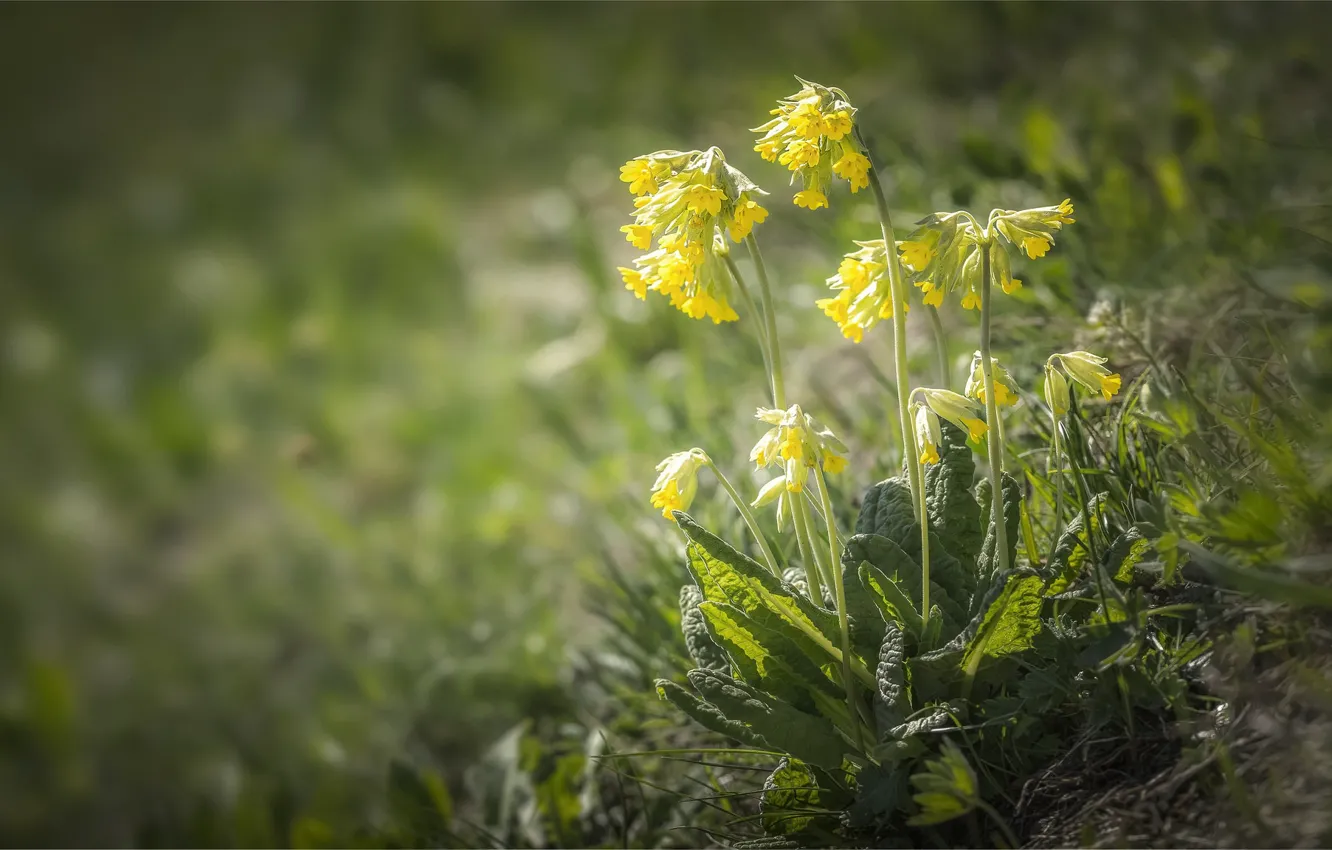 Photo wallpaper flowers, flowers, bokeh