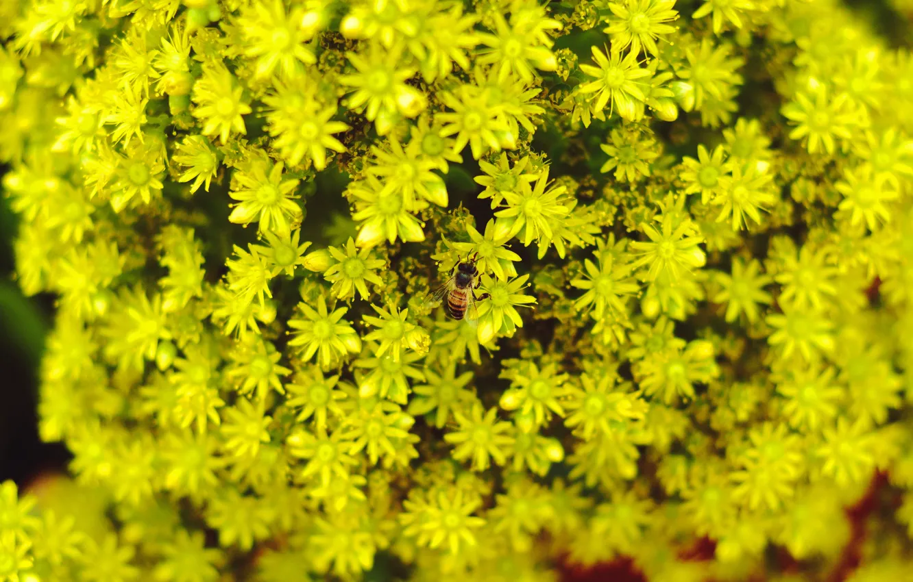 Photo wallpaper flowers, bee, background, yellow, blur, yellow flowers, bee