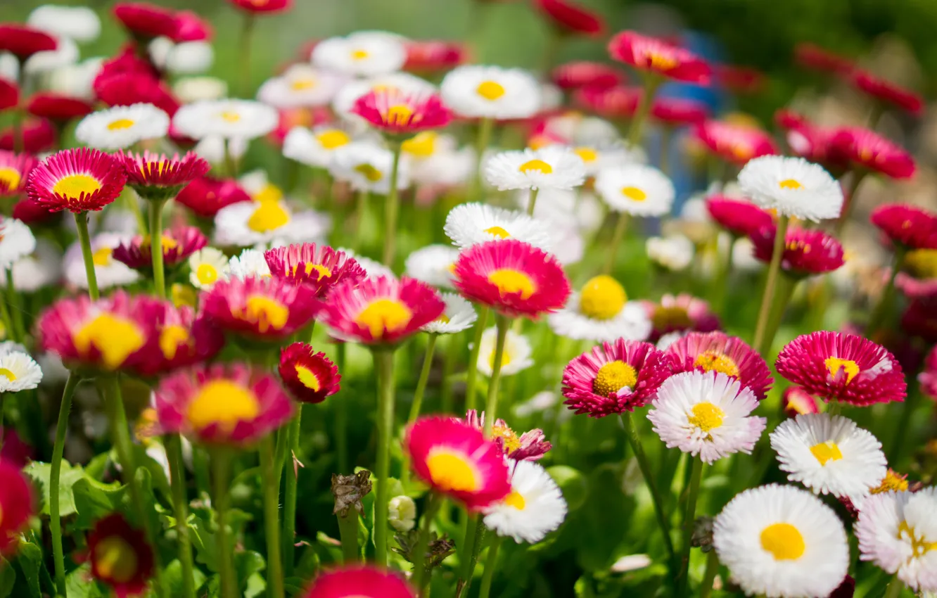 Photo wallpaper flowers, nature, glade, chamomile, colorful