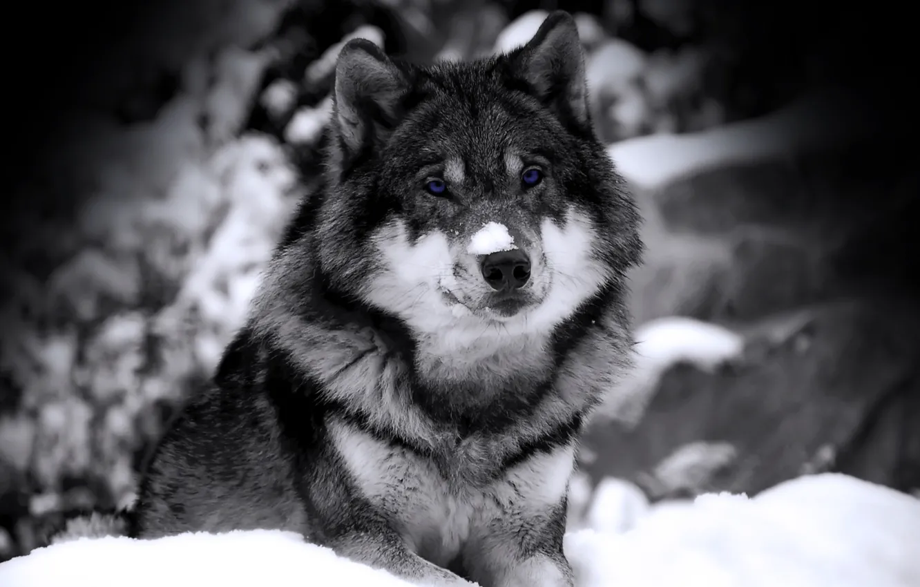 Photo wallpaper winter, look, snow, wolf, predator, b/W, beast
