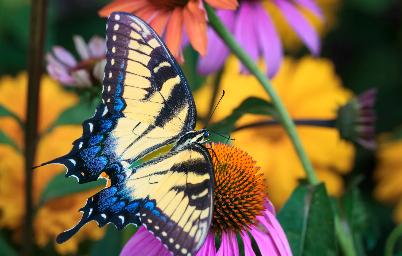 Photo wallpaper summer, butterfly, bright