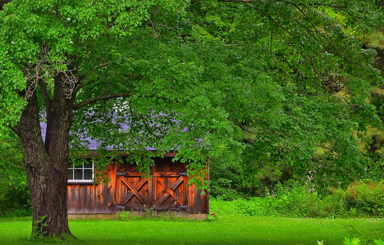 Photo wallpaper grass, nature, tree, house