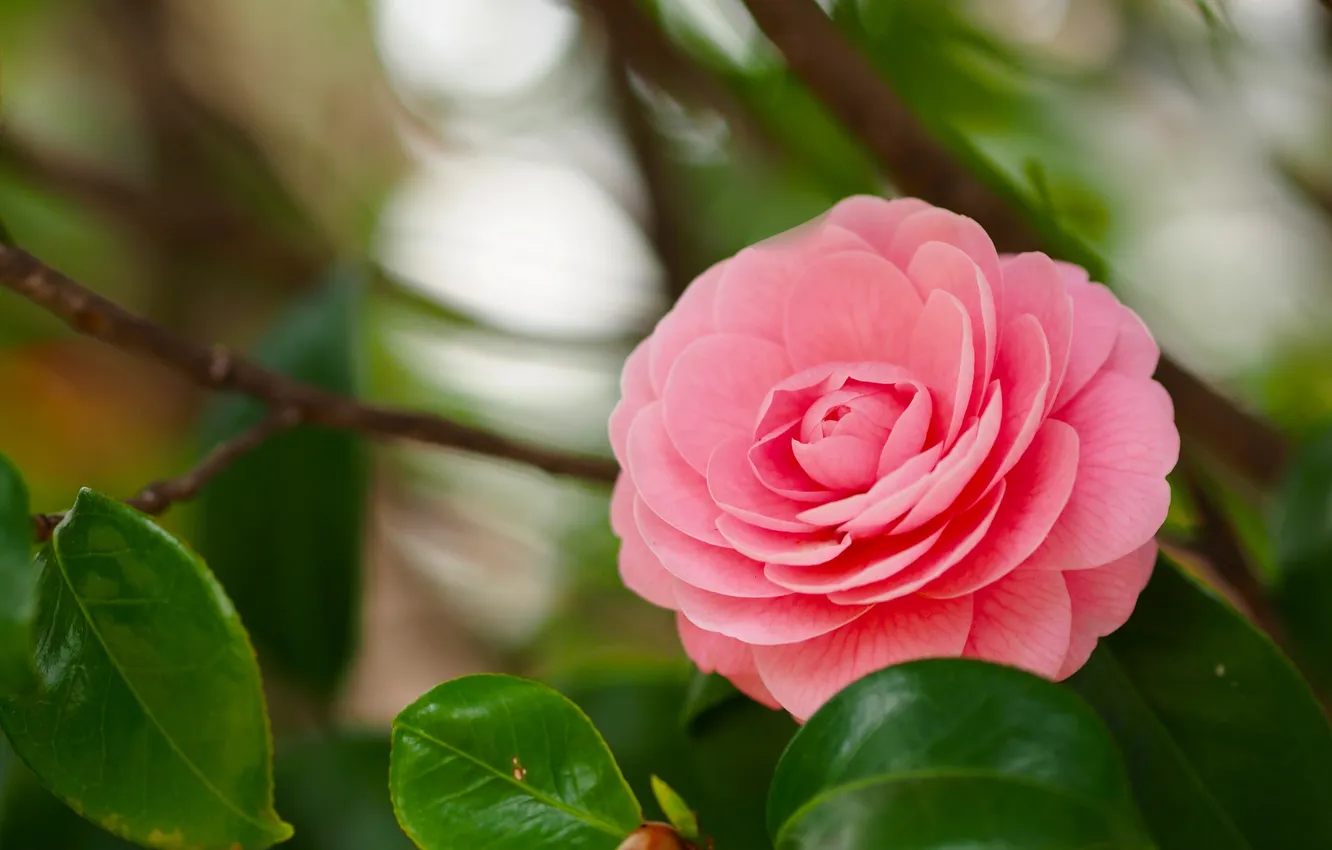 Photo wallpaper leaves, buds, bokeh, Camellia
