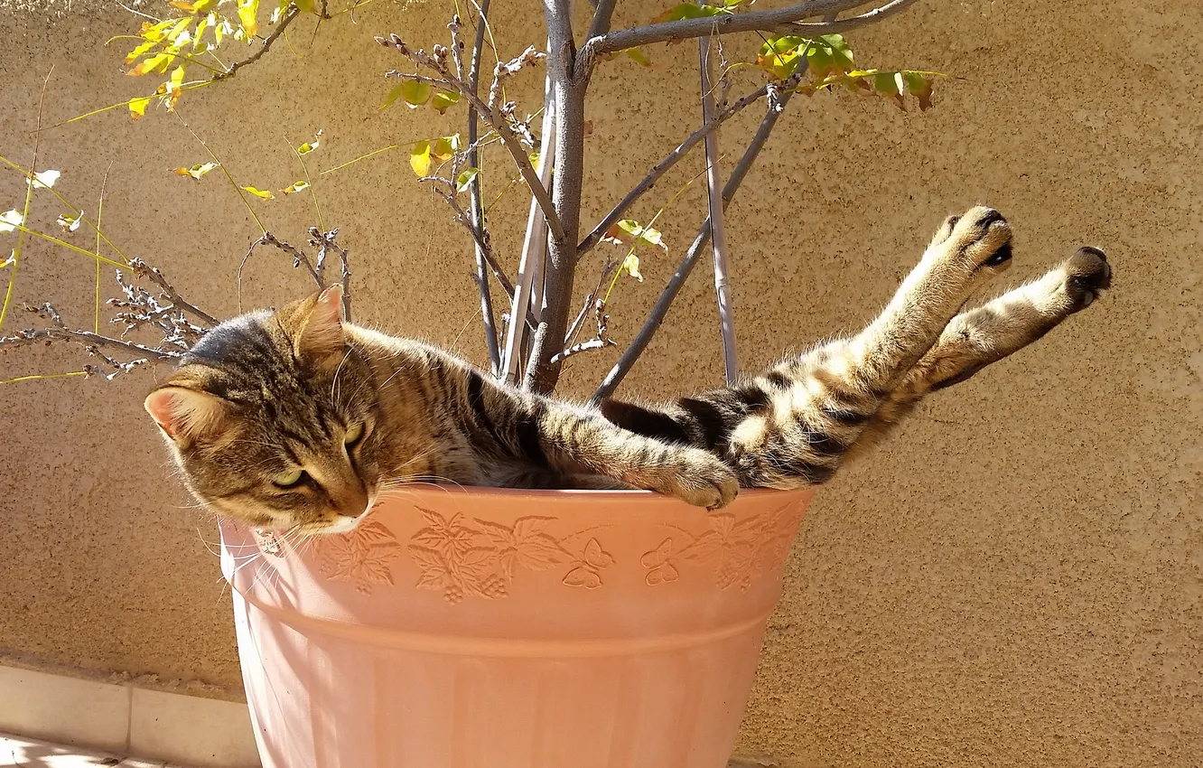 Photo wallpaper cat, cat, stay, pot