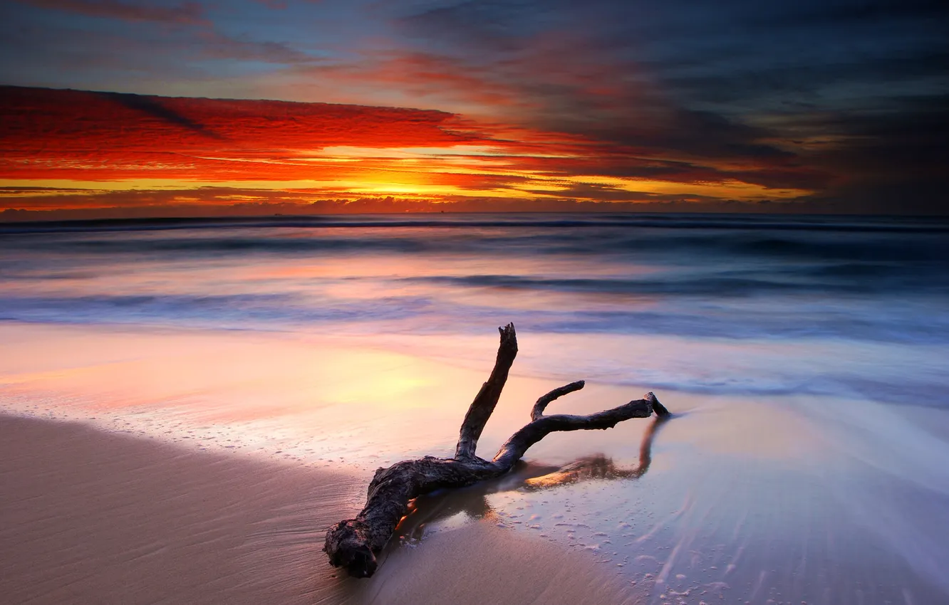 Photo wallpaper sea, beach, sunset, branch