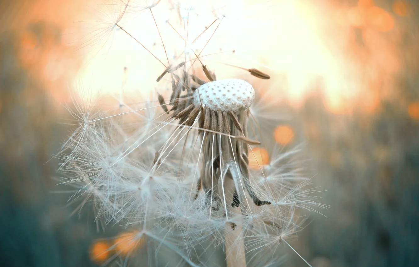 Photo wallpaper dandelion, stem, bokeh
