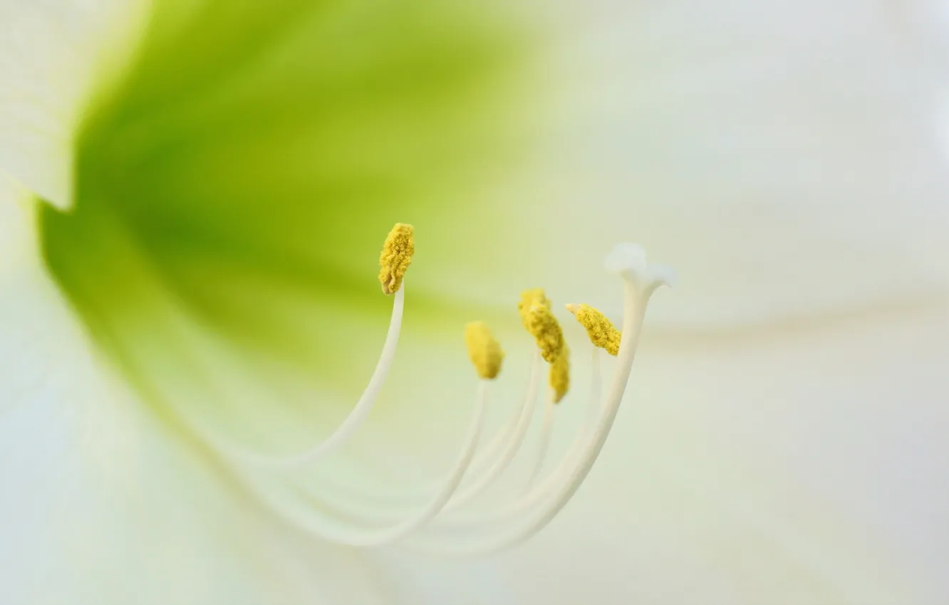 Photo wallpaper macro, flowers, nature, White Amaryllis