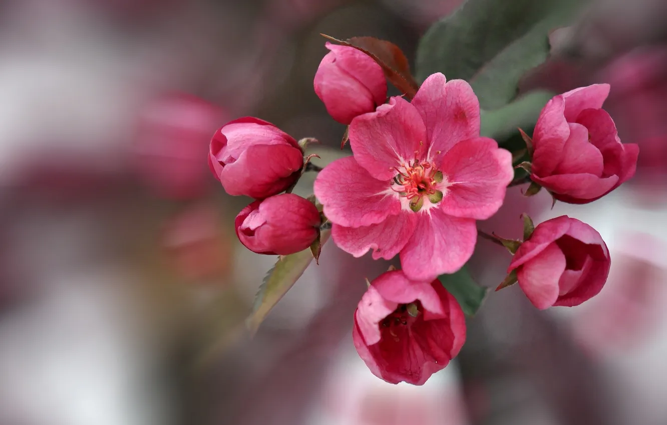 Photo wallpaper macro, spring, Apple, buds