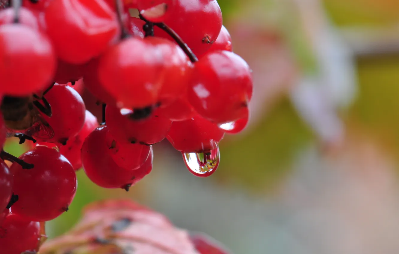 Photo wallpaper drops, nature, berries, Kalina