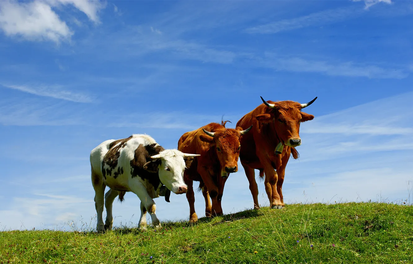 Photo wallpaper the sky, grass, mountains, photo, animal, cows, horns, animals
