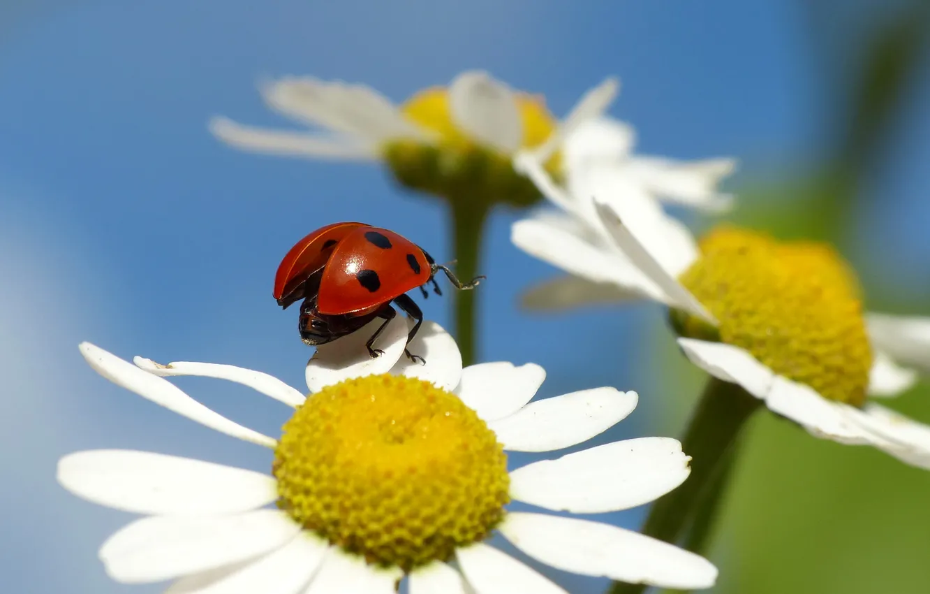 Photo wallpaper flowers, ladybug, chamomile, petals, insect