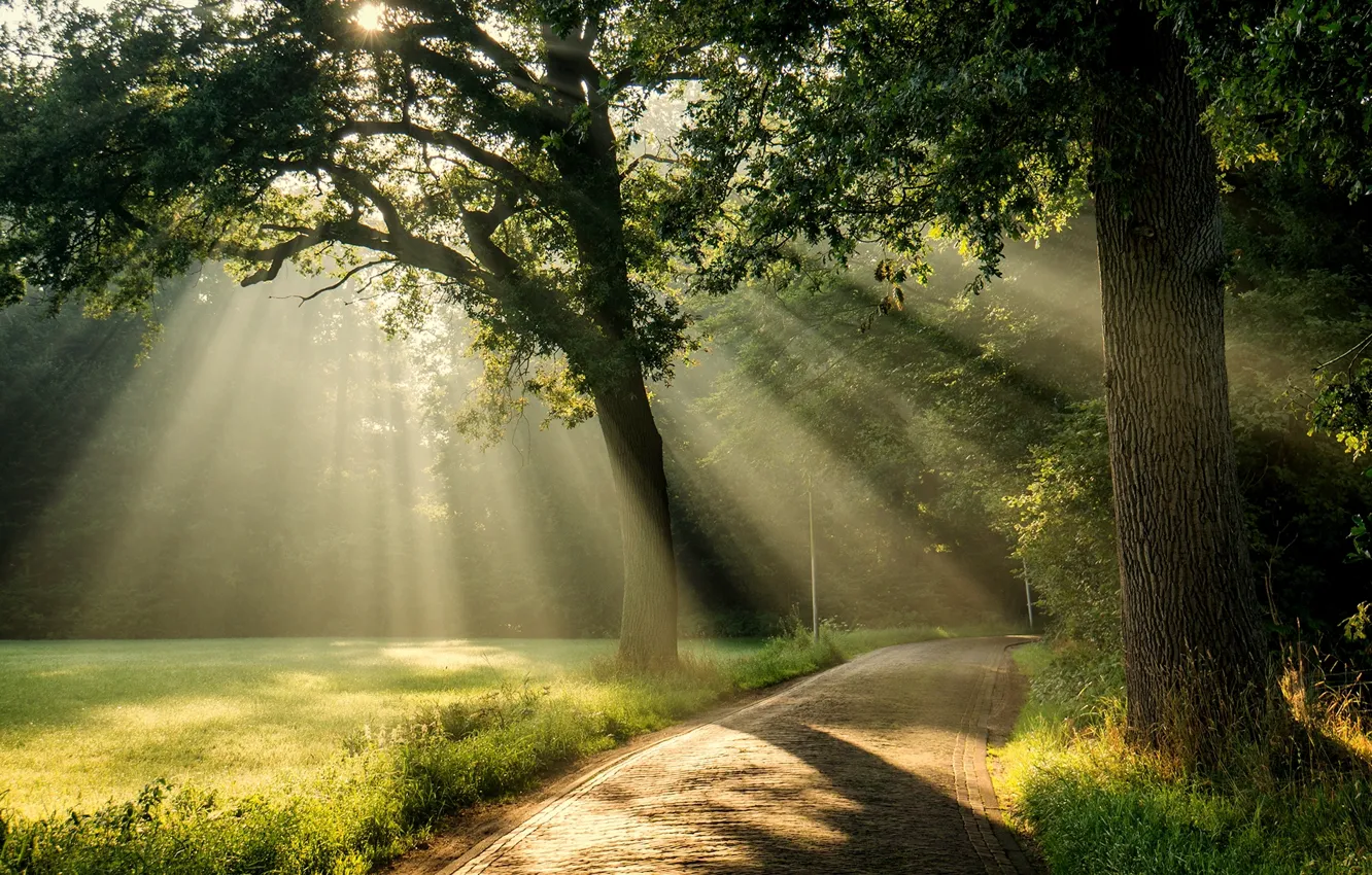 Photo wallpaper road, the sun, rays, light, tree, crown