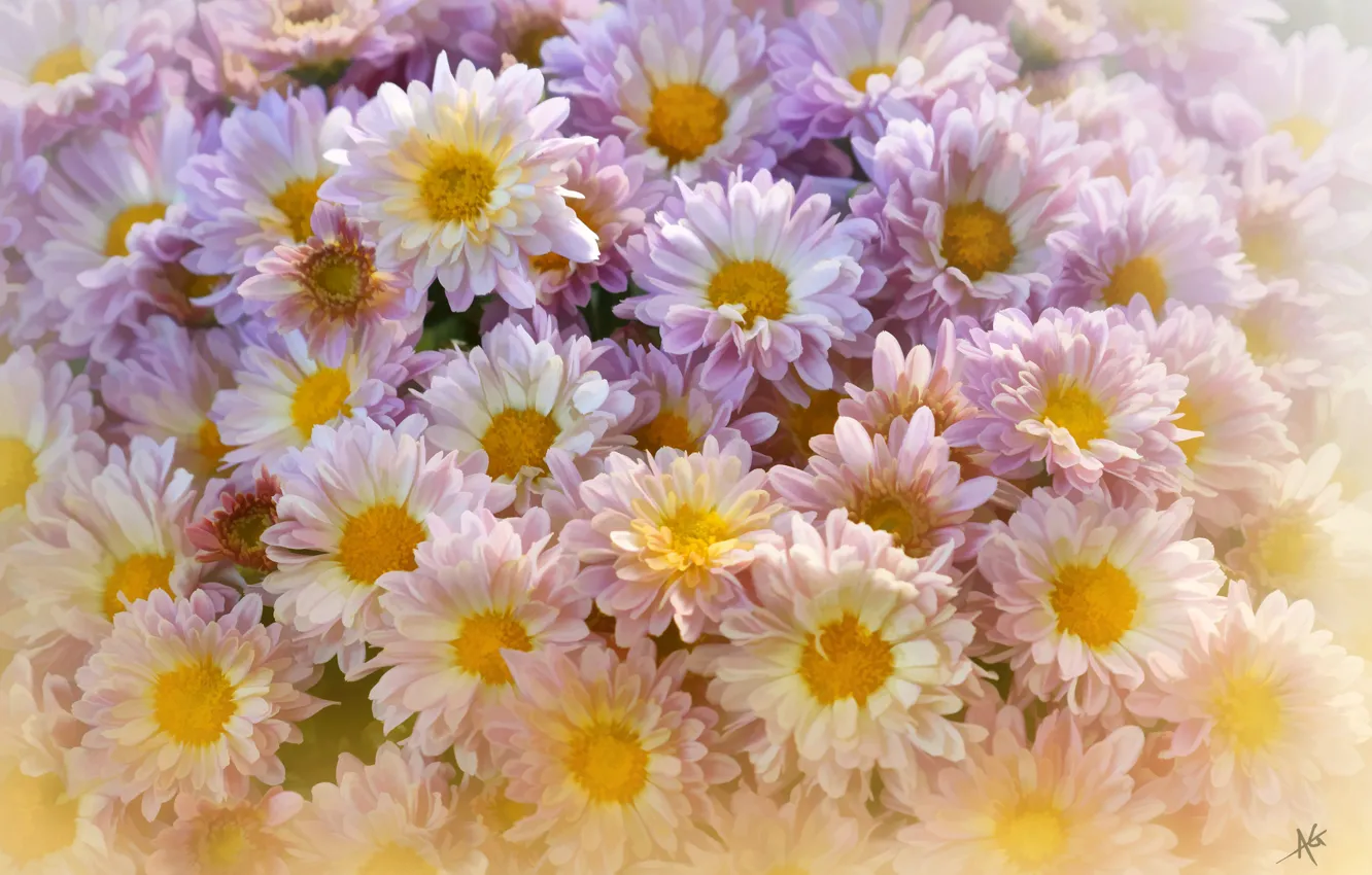 Photo wallpaper treatment, chrysanthemum, a lot